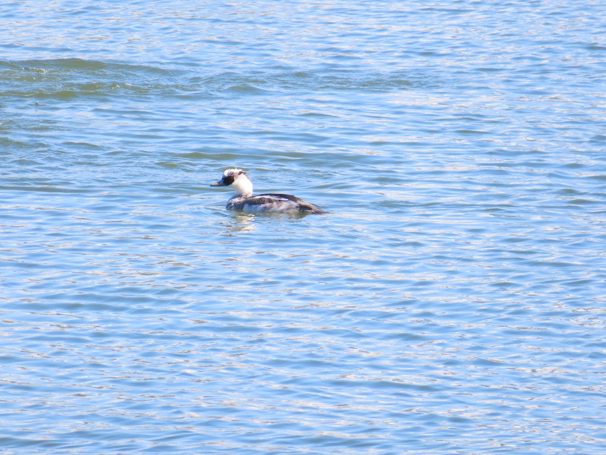 lappfiskand - ML646438602