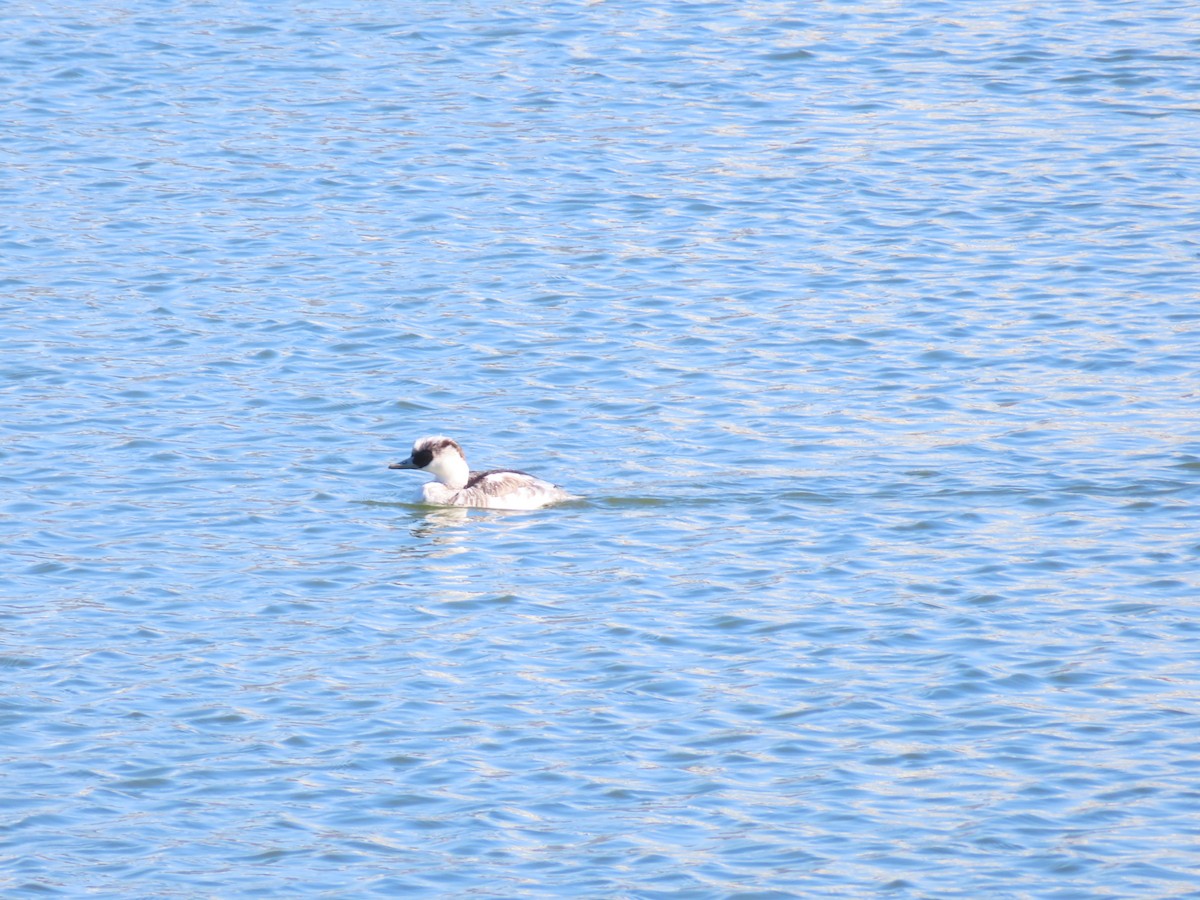 lappfiskand - ML646438603