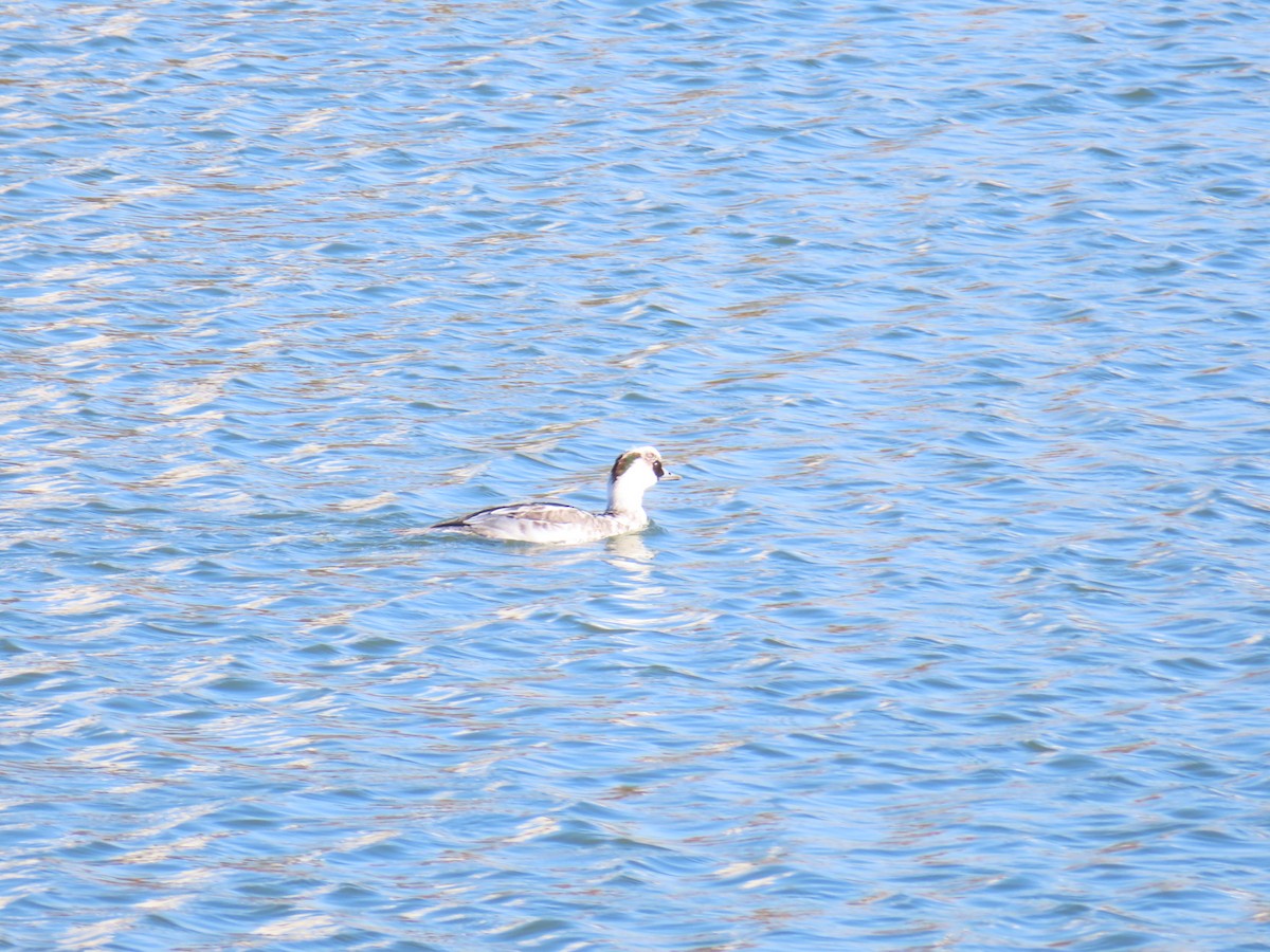 lappfiskand - ML646438604