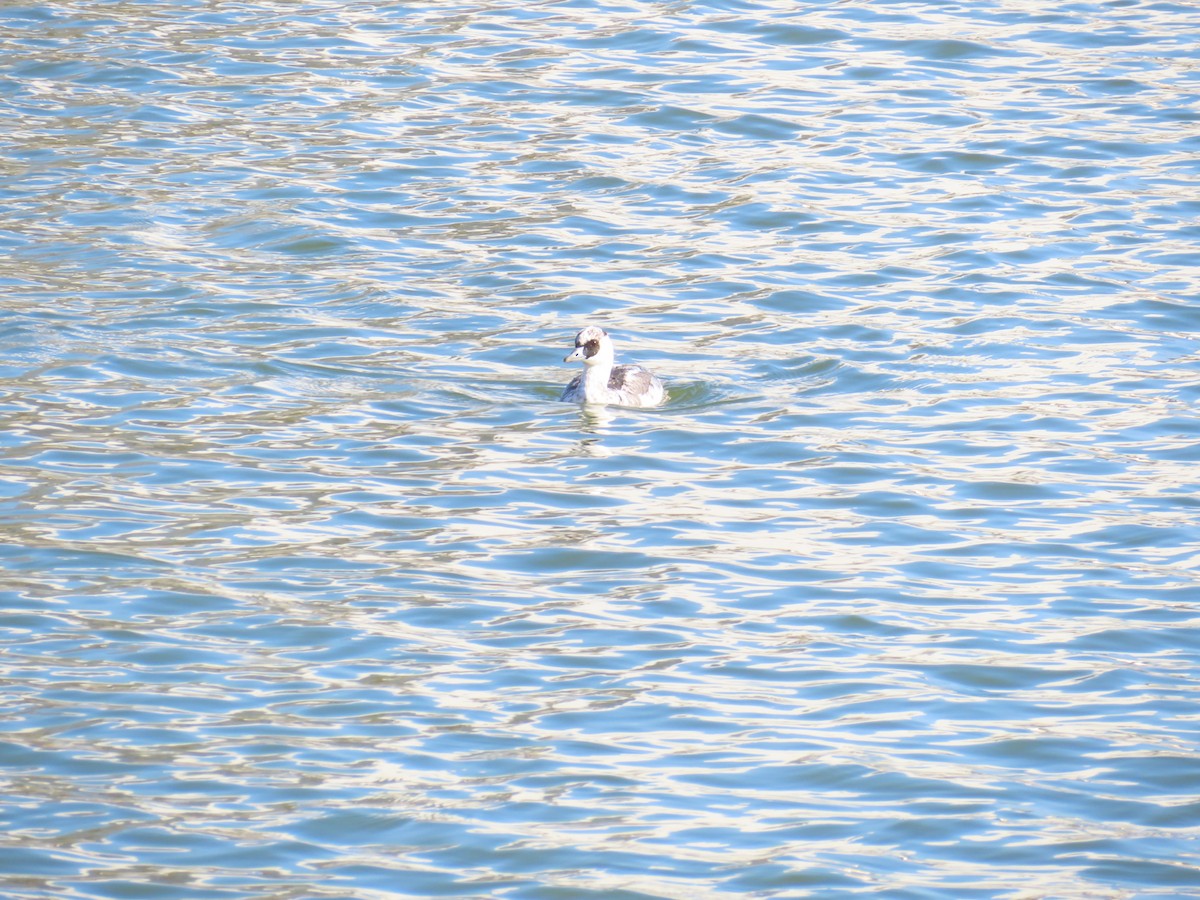 lappfiskand - ML646438605