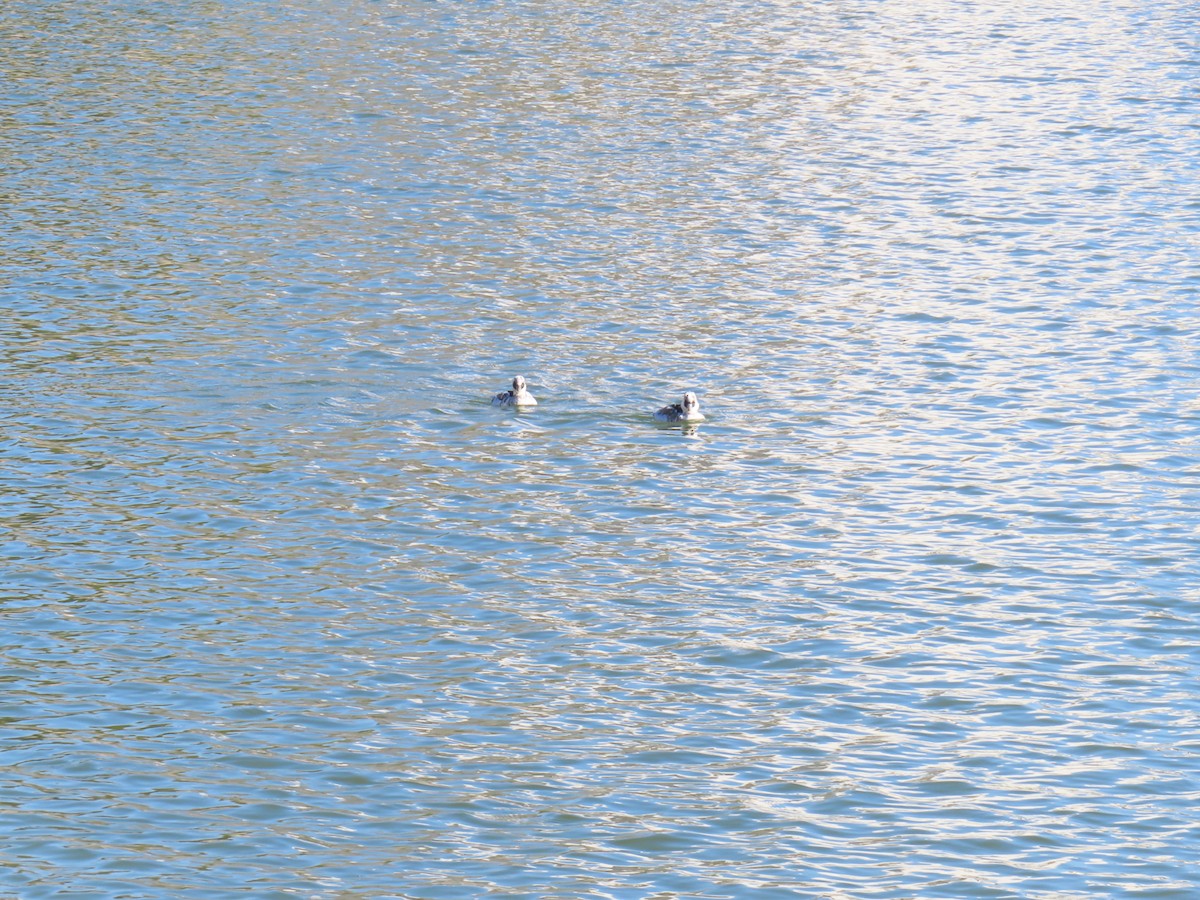 lappfiskand - ML646438606