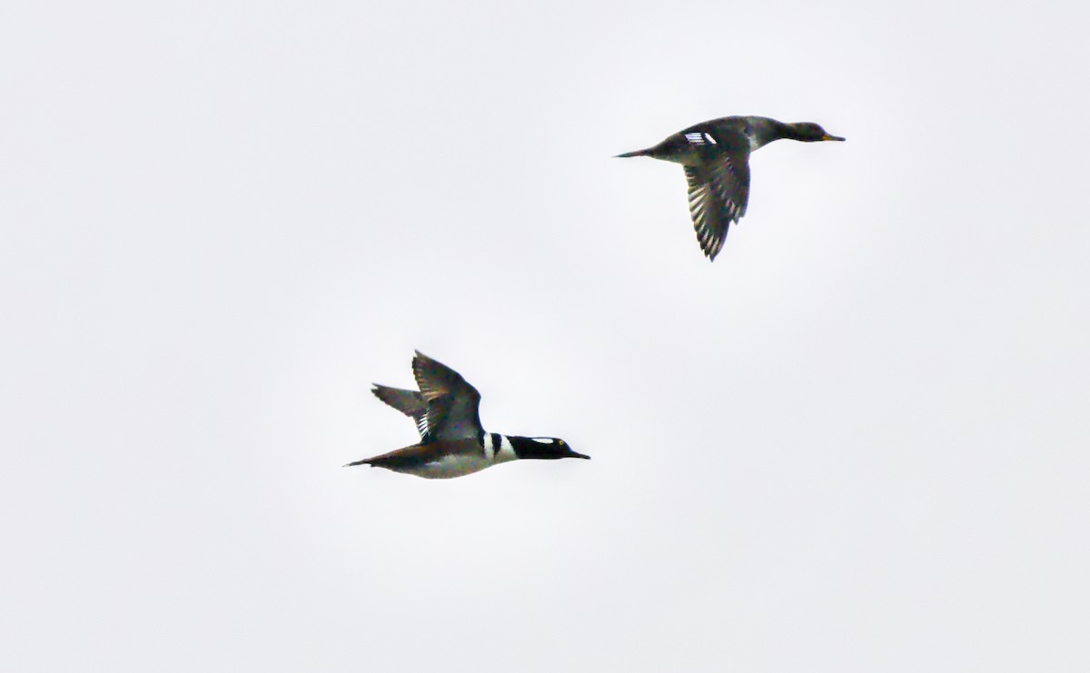 hjelmfiskand - ML646438608