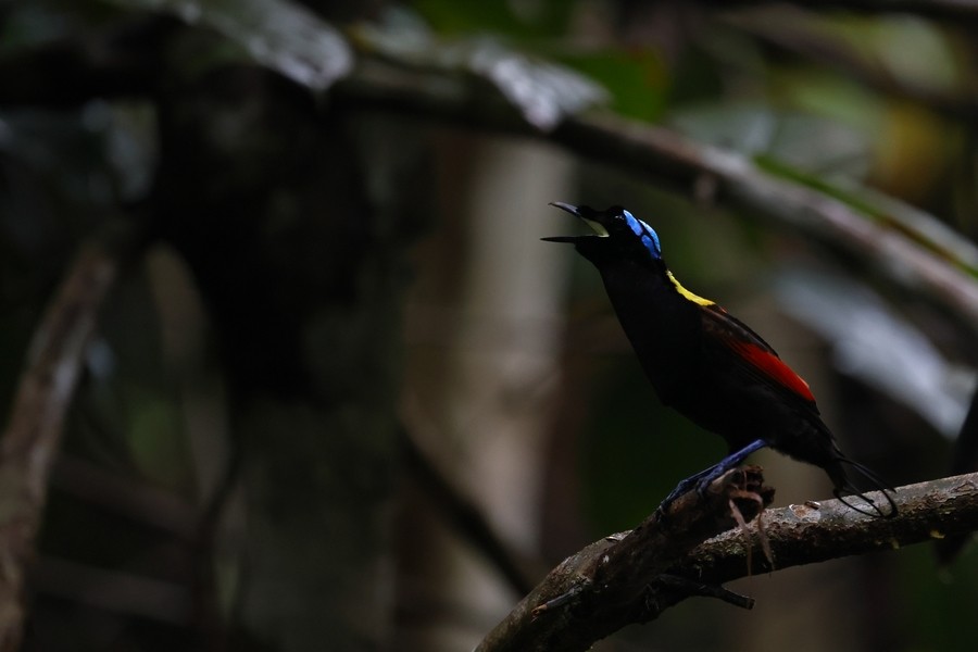 regnbueparadisfugl - ML646438609