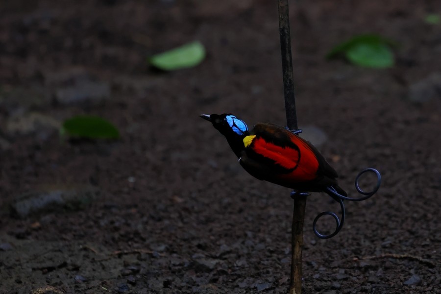 regnbueparadisfugl - ML646438610