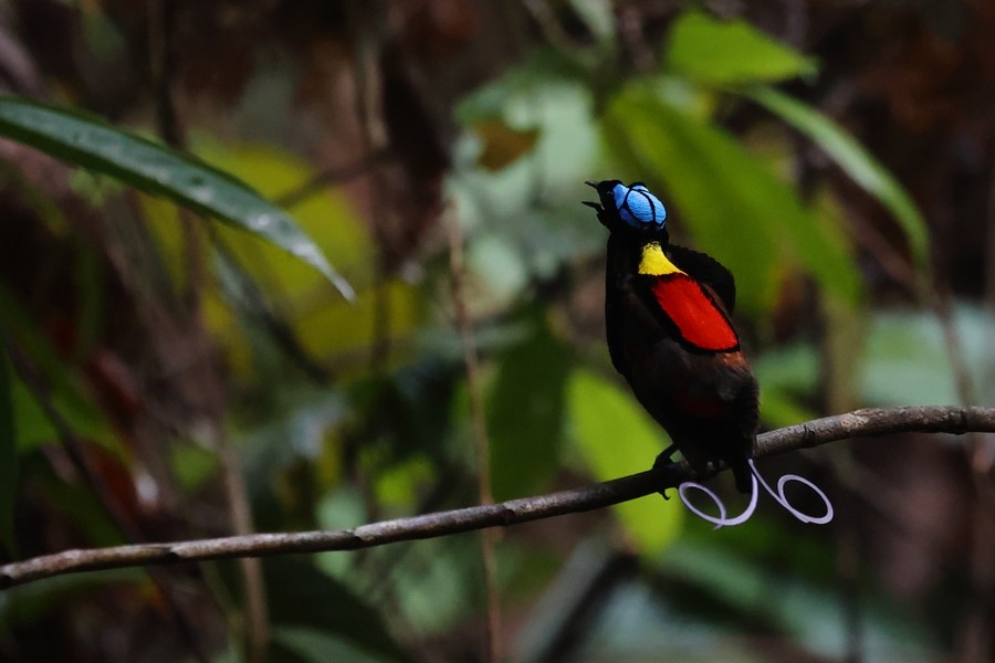 regnbueparadisfugl - ML646438611