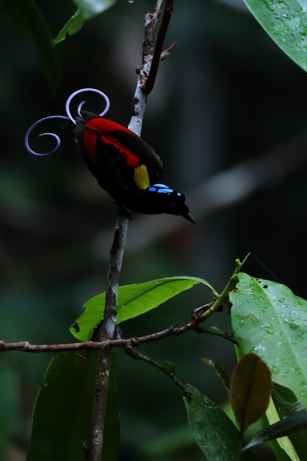 regnbueparadisfugl - ML646438612