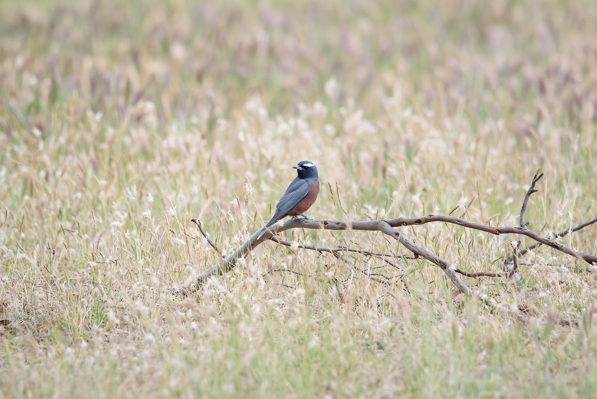 hvitbrynsvalestær - ML646438615