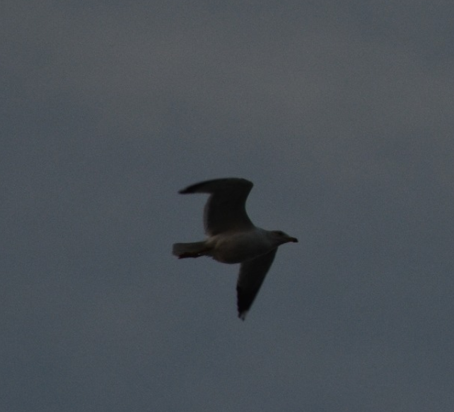 Kaio armeniarra - ML646438618