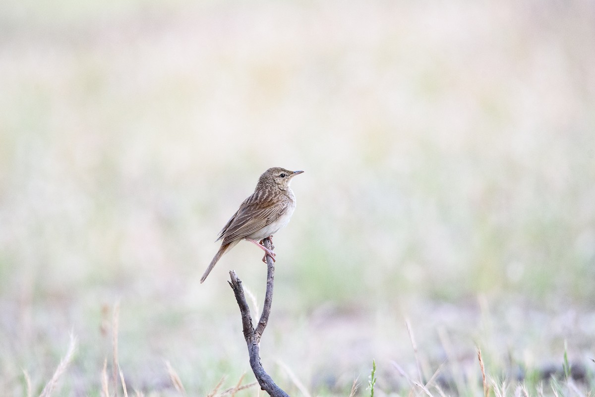 Rufous Songlark - ML646438620