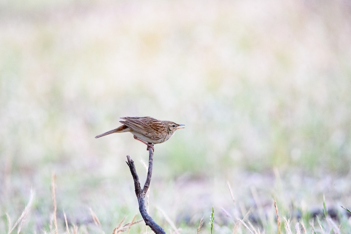 Rufous Songlark - ML646438621