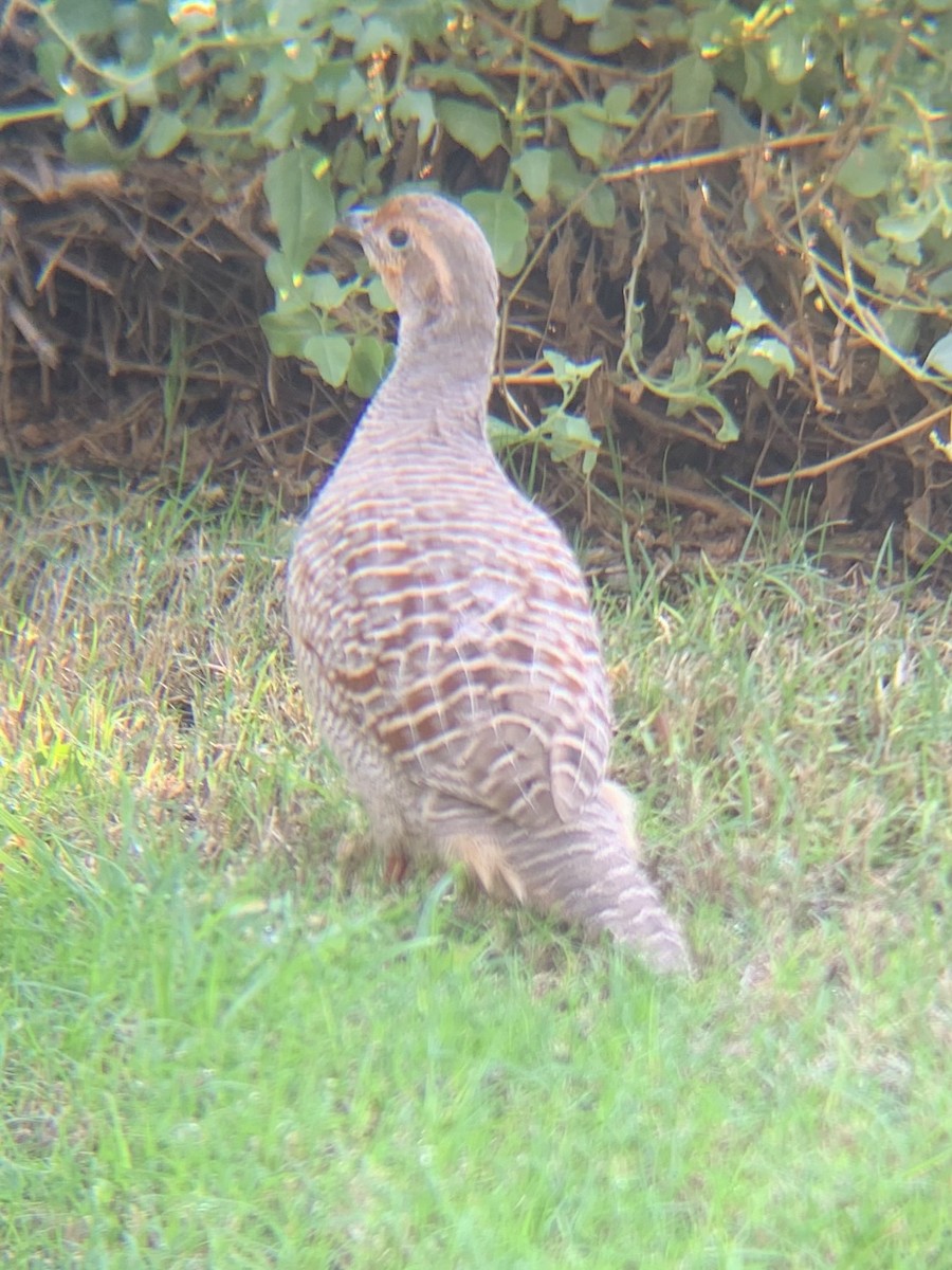 Gray Francolin - ML646438622