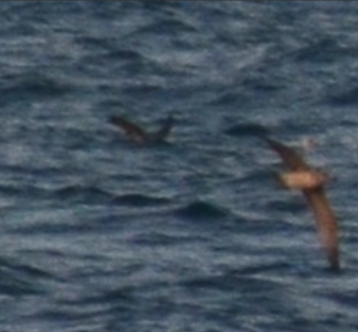 Yelkouan Shearwater - ML646438623