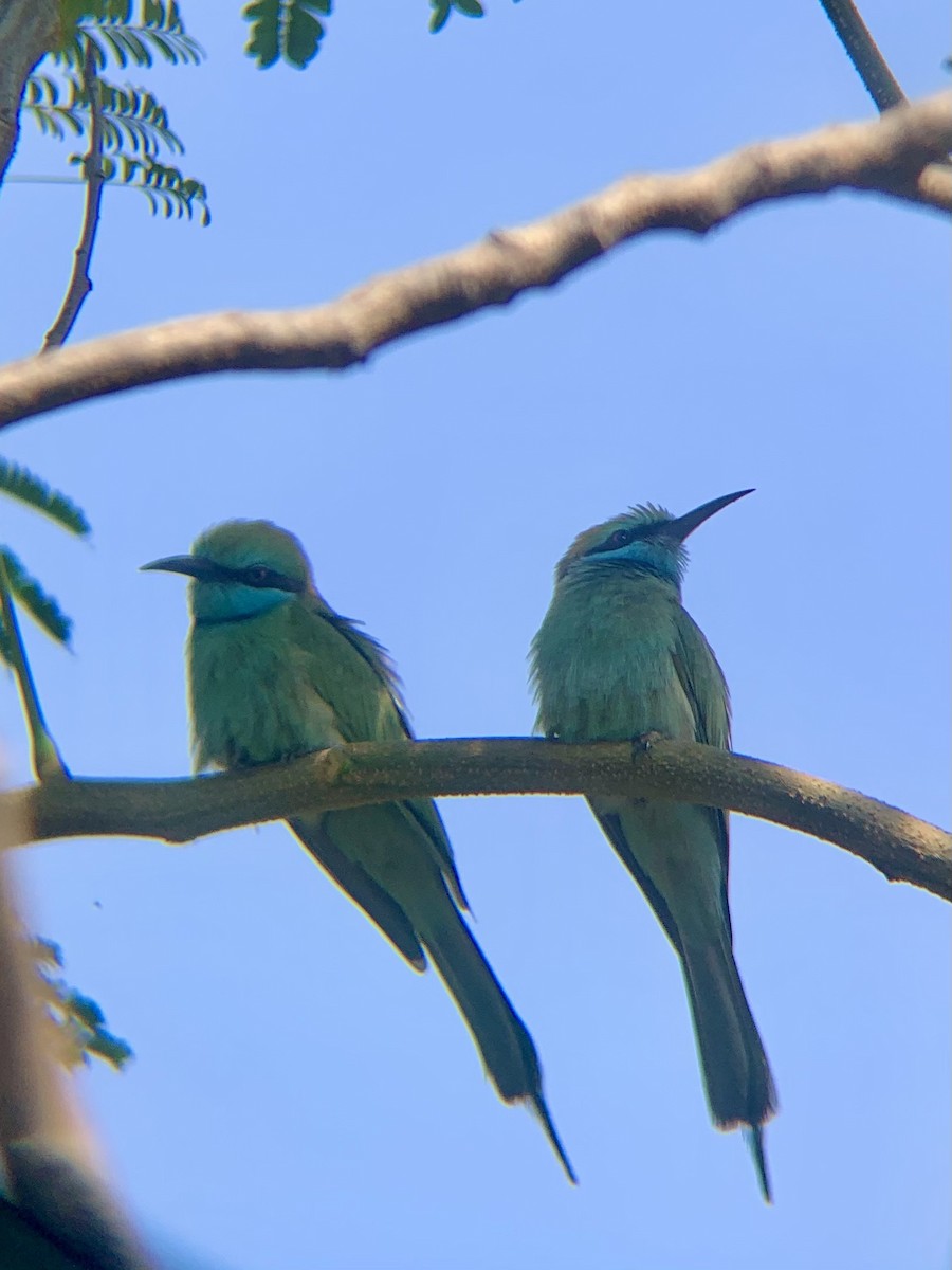 Arabian Green Bee-eater - ML646438624