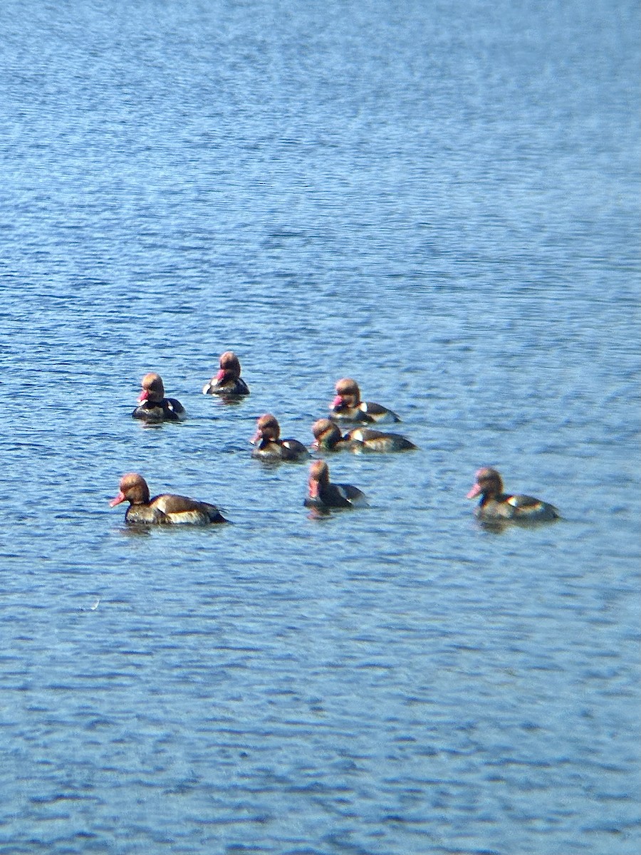 Red-crested Pochard - ML646438625