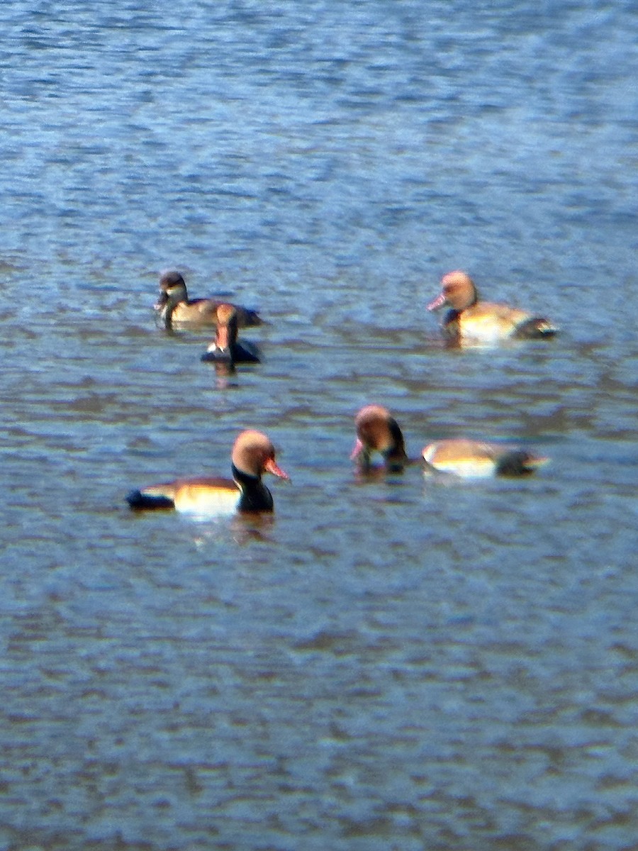 Red-crested Pochard - ML646438626
