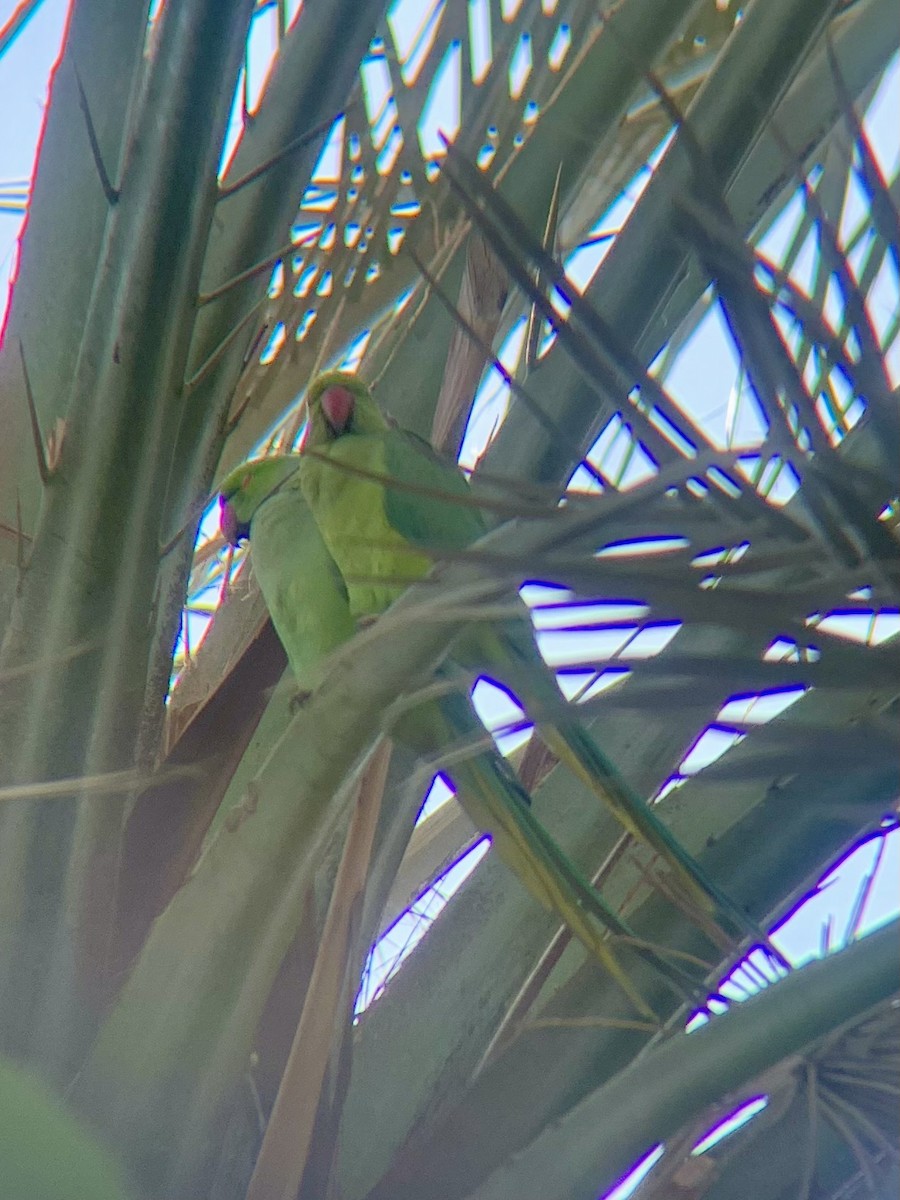 Rose-ringed Parakeet - ML646438627