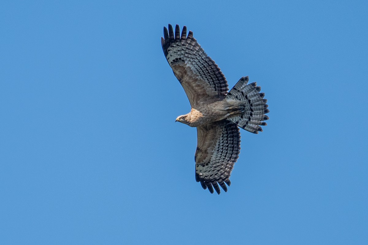 Oriental Honey-buzzard - ML646438628