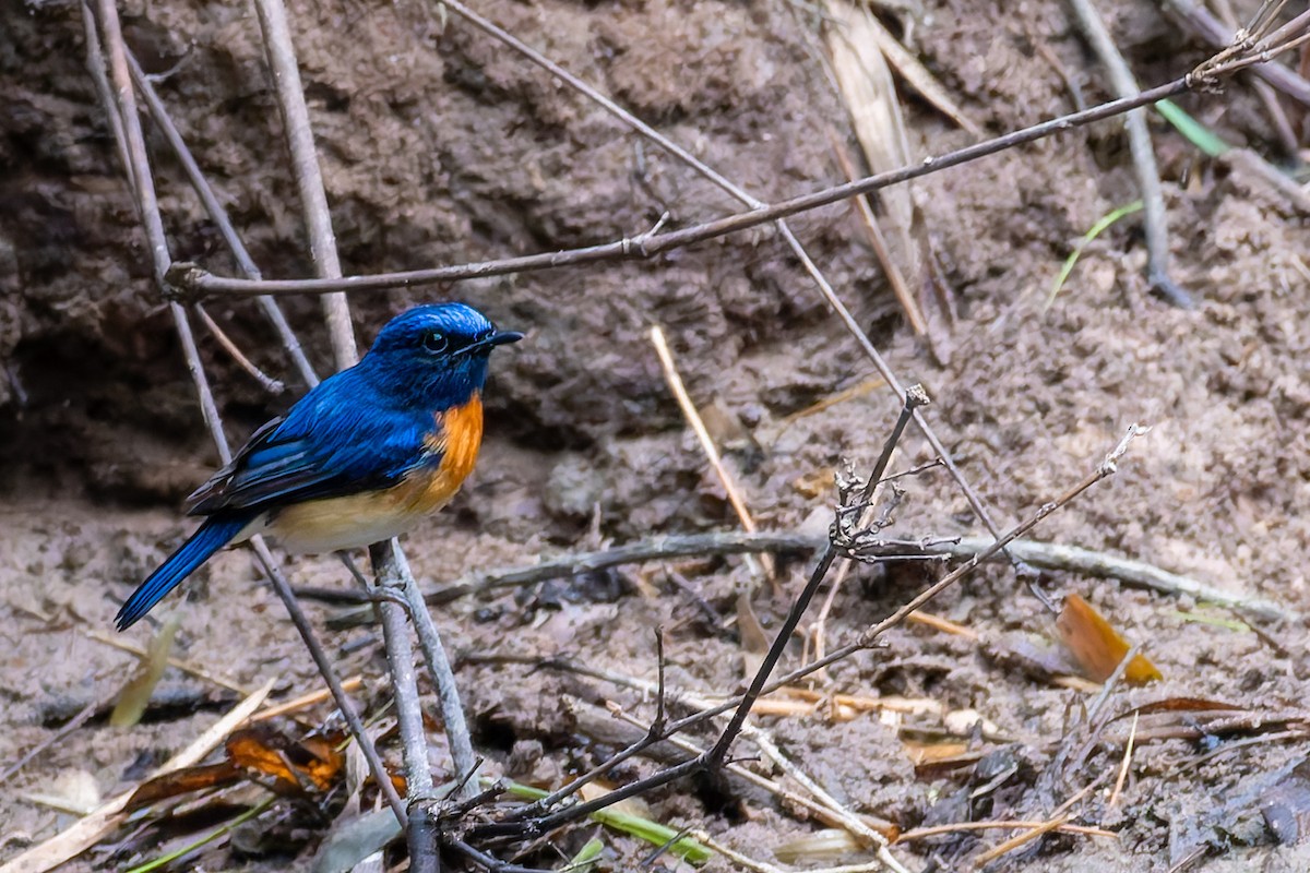Blue-throated Flycatcher - ML646438630