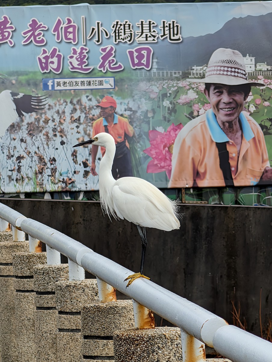 Малая белая цапля - ML646438631