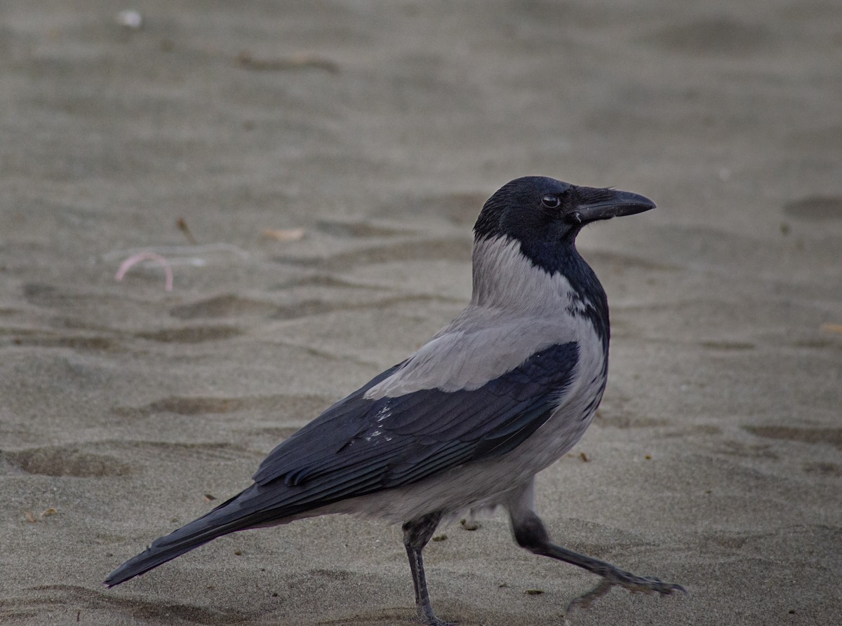 Серая ворона - ML646438632