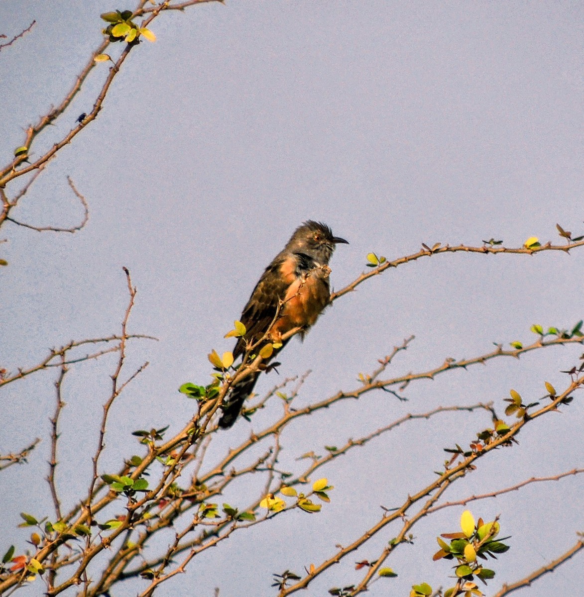 Plaintive Cuckoo - ML646438633