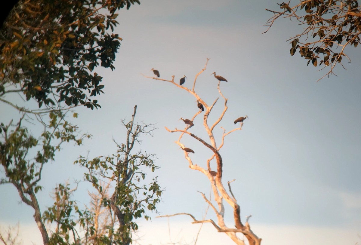 Белоплечий ибис - ML646438634