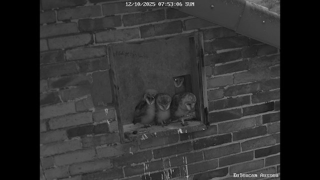 Сипуха - ML646438635