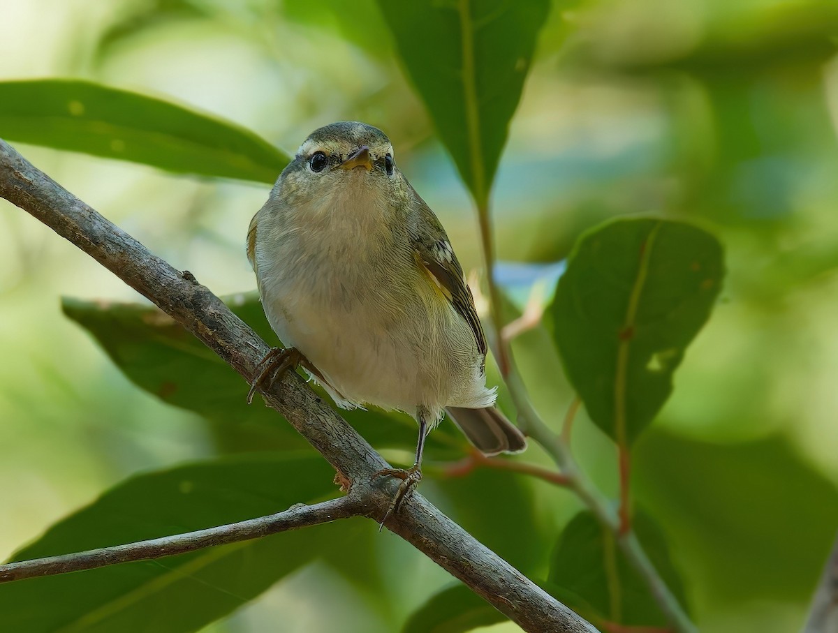 Пеночка-зарничка - ML646438636
