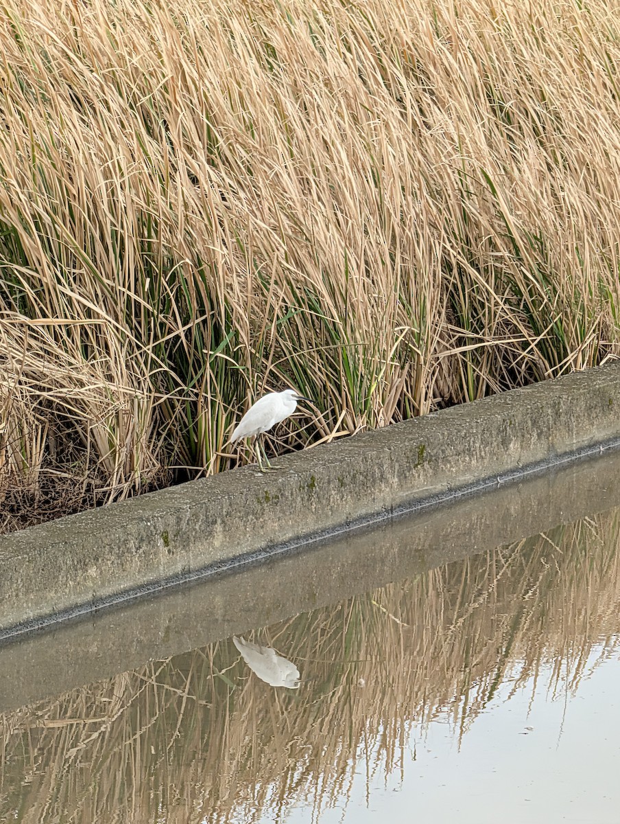 Малая белая цапля - ML646438637