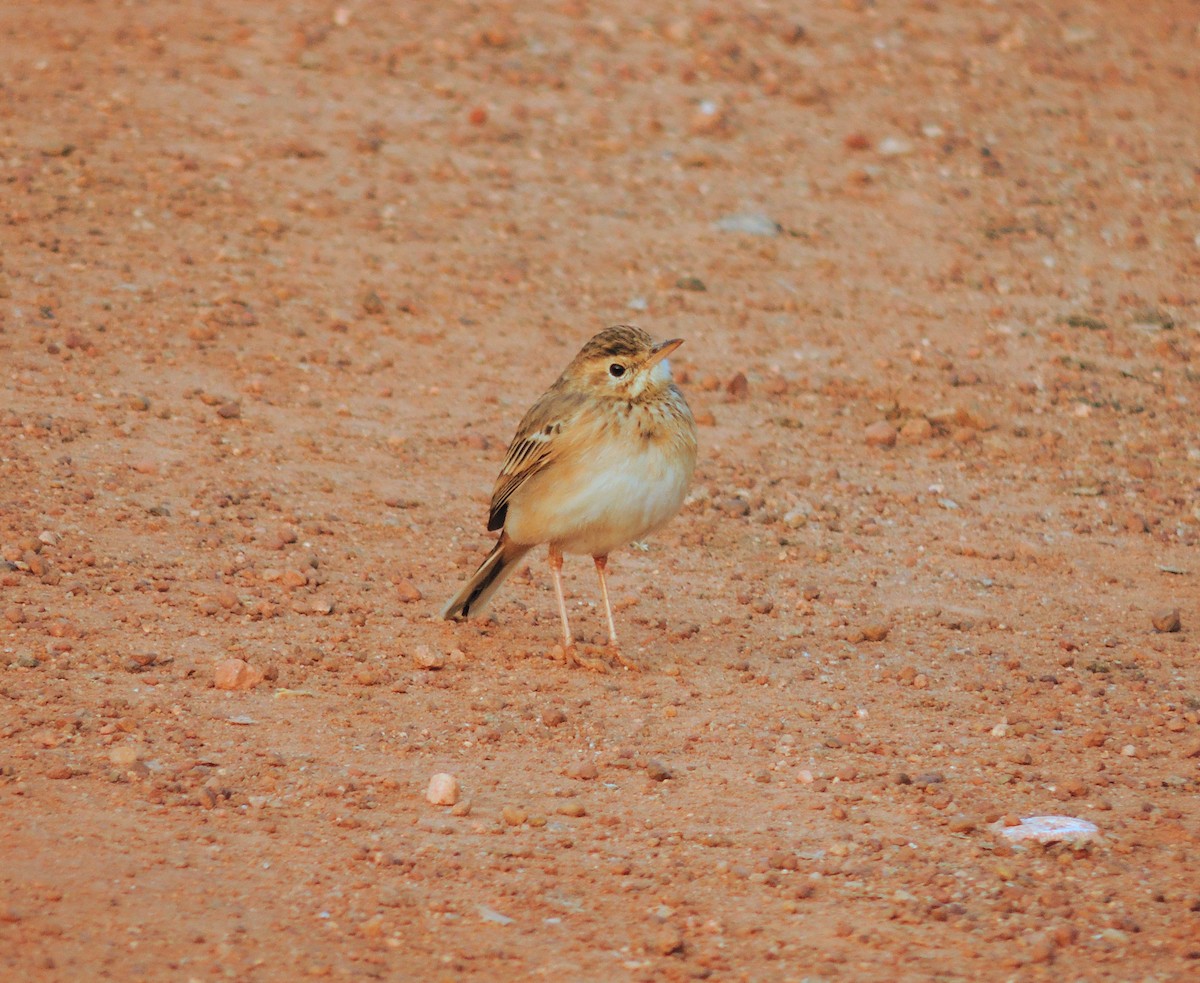 Рисовой конёк - ML646438638