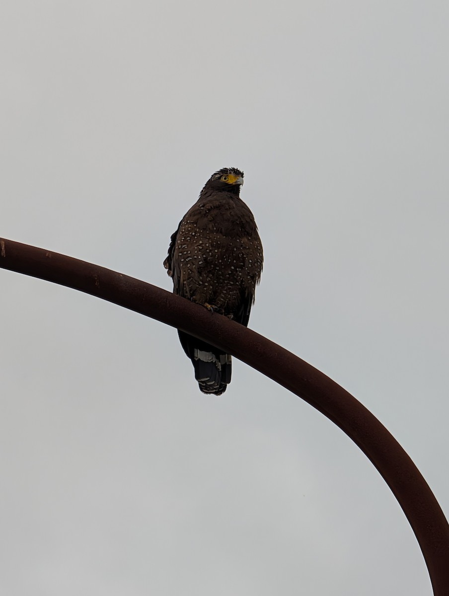 Хохлатый змееяд - ML646438639