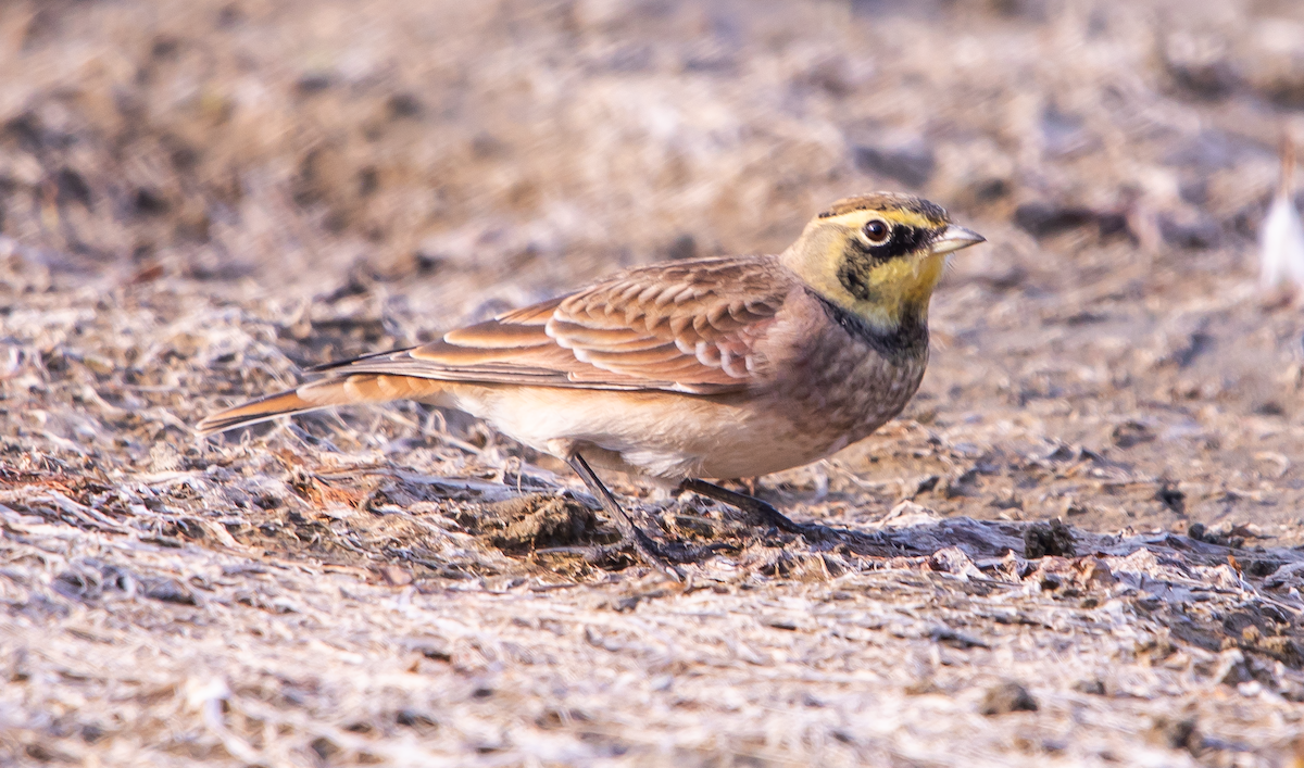 Рогатый жаворонок - ML646438640