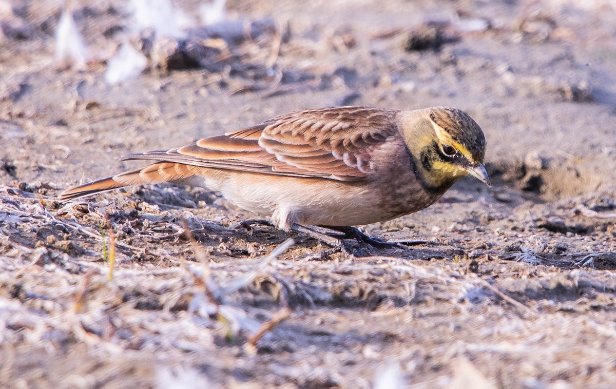 Рогатый жаворонок - ML646438641