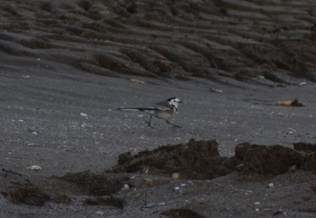 Белая трясогузка - ML646438642