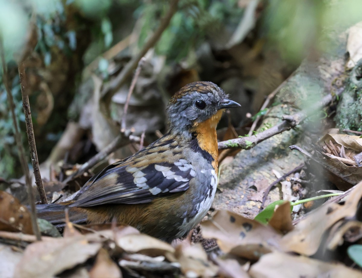 Австалийский острохвост - ML646438643