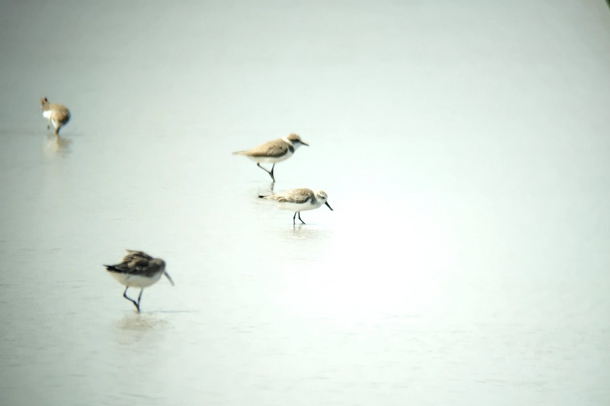 Лопатень - ML646438644