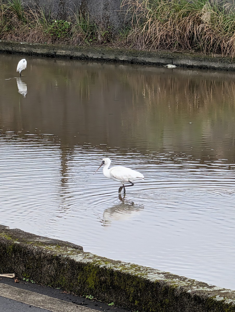 Малая колпица - ML646438645