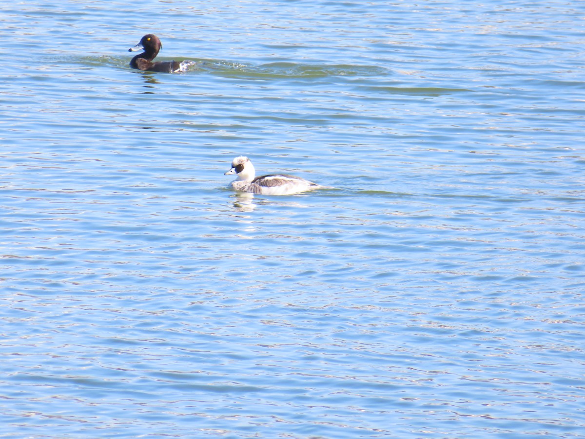 Хохлатая чернеть - ML646438646