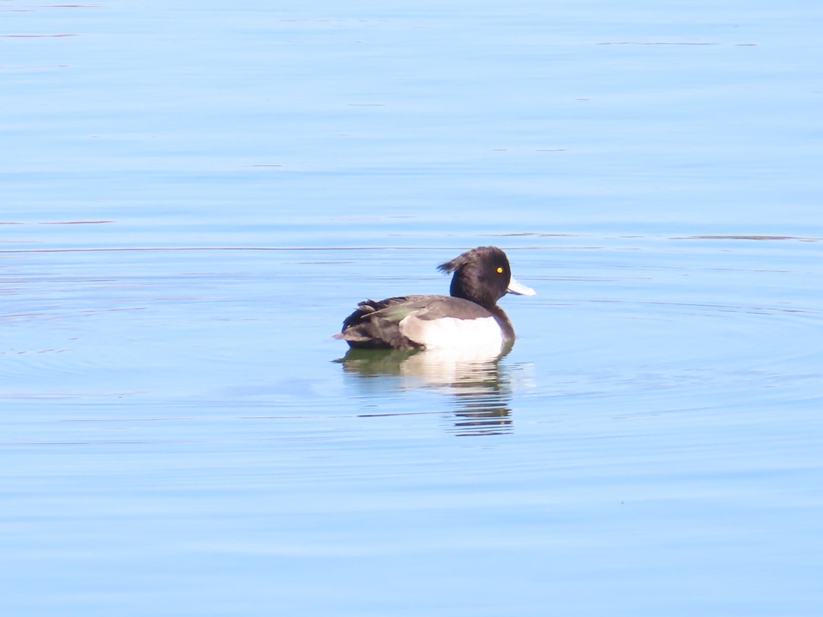 Хохлатая чернеть - ML646438647