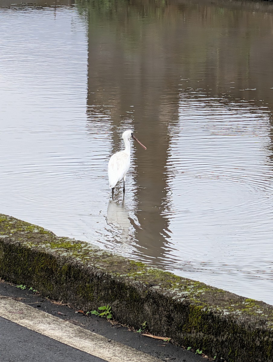 Малая колпица - ML646438649