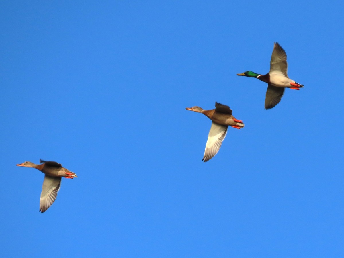 Кряква - ML646438650