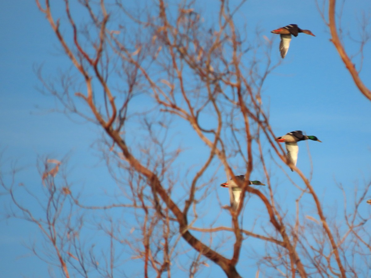 Кряква - ML646438651