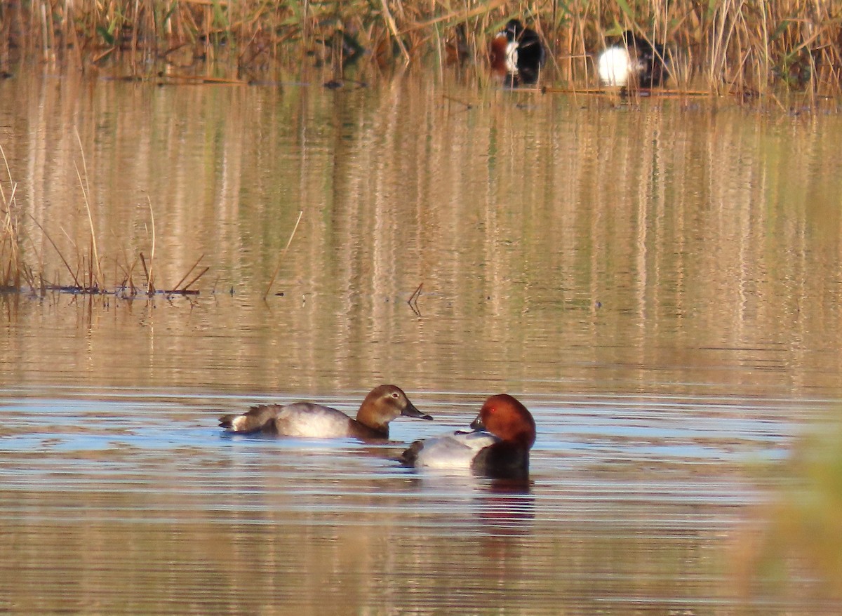 Красноголовый нырок - ML646438652