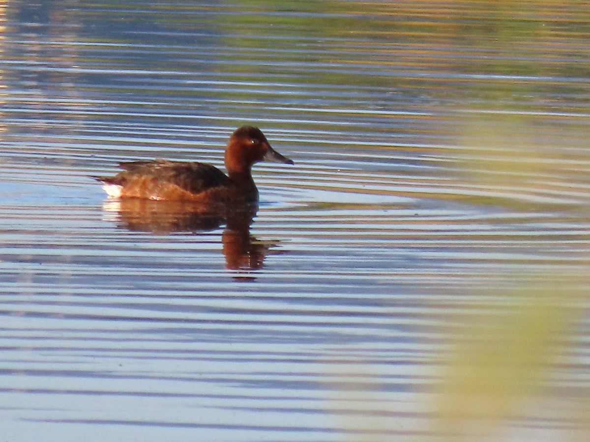 Белоглазый нырок - ML646438653