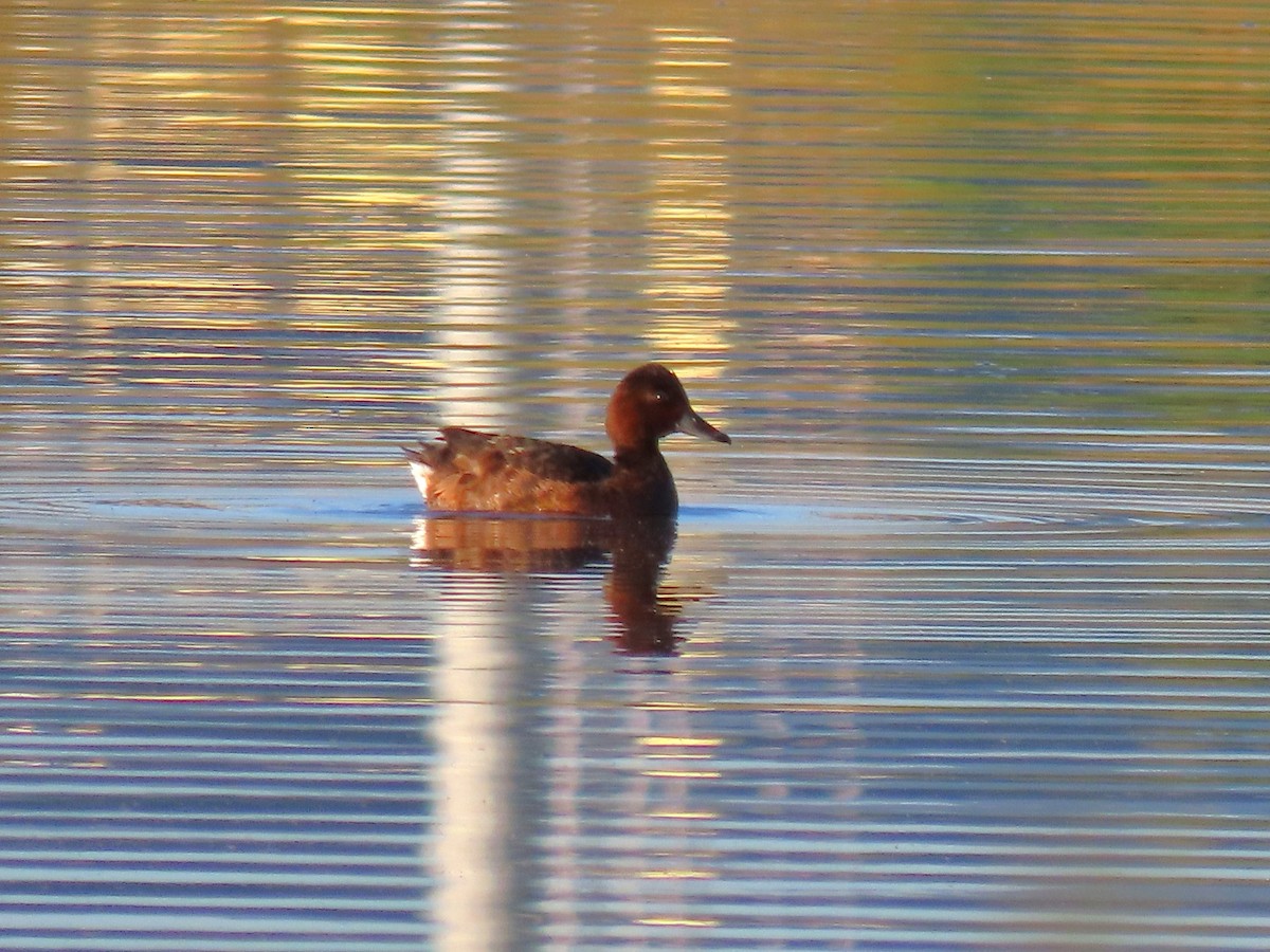 Белоглазый нырок - ML646438654