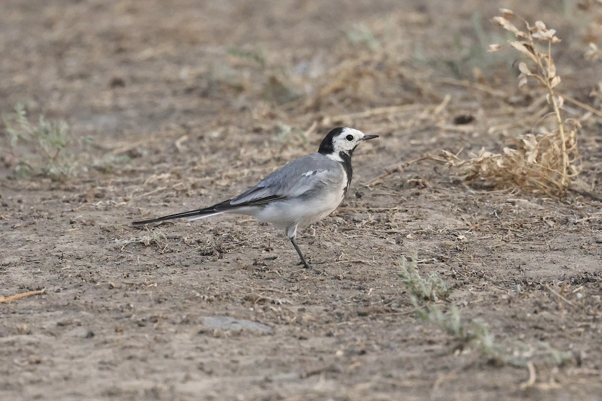 Белая трясогузка - ML646438655