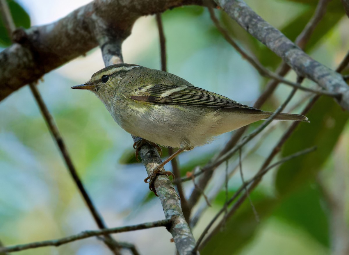 Двухполосая пеночка - ML646438656