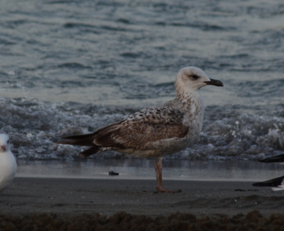 Средиземноморская чайка - ML646438657