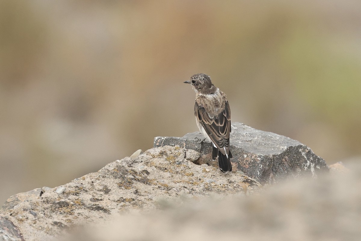 Черноухая каменка - ML646438658