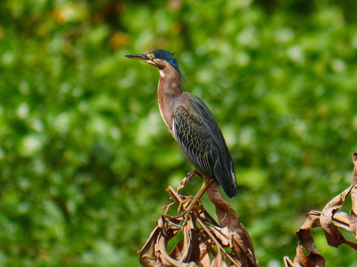 Зеленоспинная цапля - ML646438659